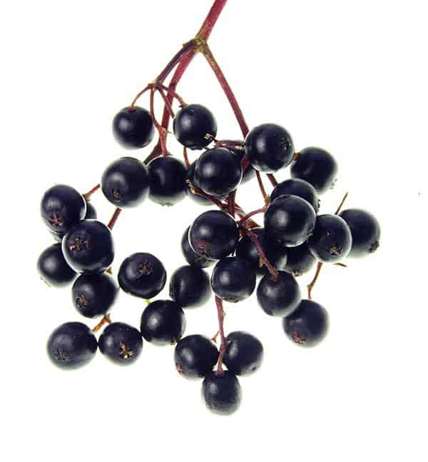 sambucus, elderberry syrup, elderberry extract,